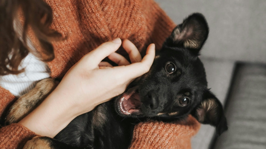 Say goodbye to toxins with pet-safe cleaning solutions.